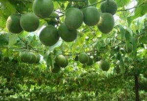 Fructus Momordicae екстракт