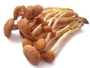 Екстракт циліндрацеї Agrocybe